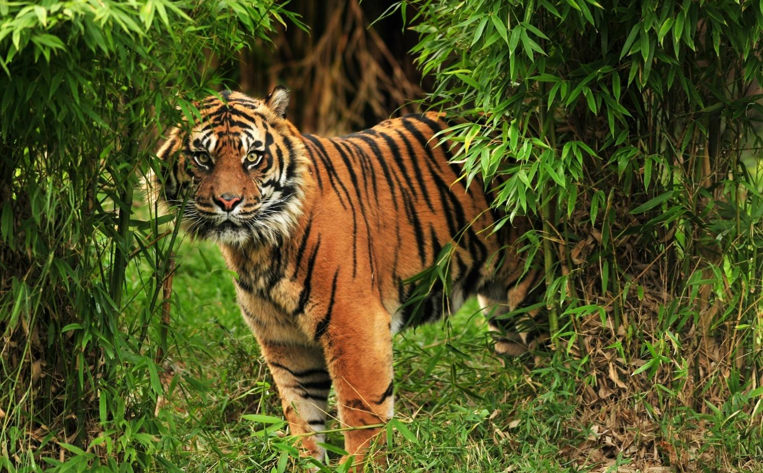 Seite 5 von 11 2. Tag Delhi Corbett Nationalpark (F/M/A) Früh am Morgen fahren Sie in den Corbett-Nationalpark, einem Paradies für Abenteurer und Naturliebhaber.