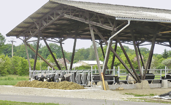 Management Vorbereiter und Kalber: Neuer Stall, bewährtes System Etwa zwei bis drei Wochen vor dem Kalben wechseln die Kühe in die Vorbereitungsgruppe.
