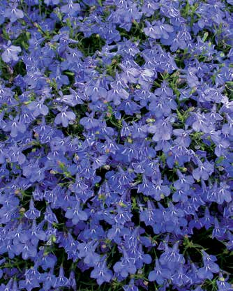 MÄNNERTREU Lobelia Botanischer Name: Lobelia erinus Sorte: Laura Compact Blue Blütenfarbe: blau Wuchs: Kompakt, bis 20 cm /Halbschatten Geeignet für kleine Ampeln Diese strahlend blau blühende