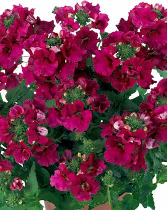 ELFENSPIEGEL Nemesia purpur Botanischer Name: Nemesia hybrida Sorte: Angelart Raspberry Blütenfarbe: purpur Wuchs: Kompakt, bis 30 cm /Halbschatten Geeignet für Kübel, Kasten und Beet Leuchtende