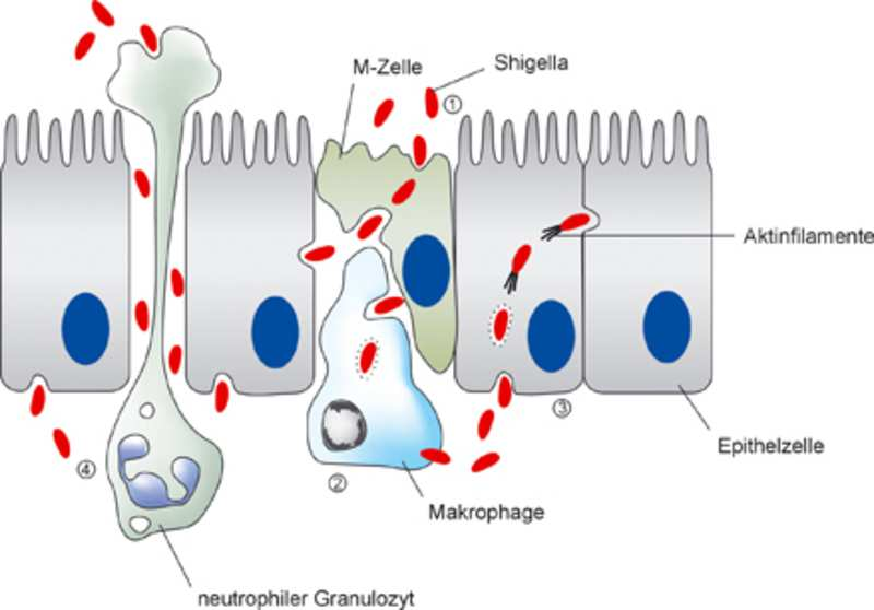 Präsentation von Shigellen aus dem Darmtrakt durch M-Zellen M-Zellen - Bestandteil des MALT - Aufnahme von