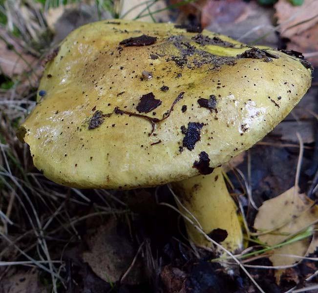 Der Grünling - Tricholoma auratum / equestre Großer gelbgrünlich bis bräunlichgrün gefärbter Lamellenpilz mit weißem bis gelbgrünlichem Fleisch und schmieriger Huthaut.