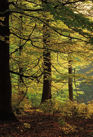 Eine Vision wird Wirklichkeit Das NABU-Leitbild zur Waldwirtschaft Die Wälder in Deutschland werden ökologisch nachhaltig nach den Grundsätzen der naturorientierten Waldwirtschaft bewirtschaftet.