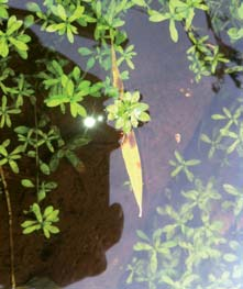 Der Wasserstern ist eine Wasserpflanze, die strukturreiche Pflanzenpolster mit unterschiedlichsten Strömungsbedingungen bildet. Die turbulente Stromrinne bleibt dabei frei. (Fotos: U.A.N.