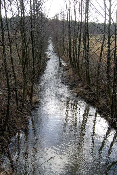 2001 2002 2005 Erlen sind wichtige Gehölze am Fließgewässer. Dieser einst völlig zugekrautete Bach wurde mit Erlen bepflanzt.