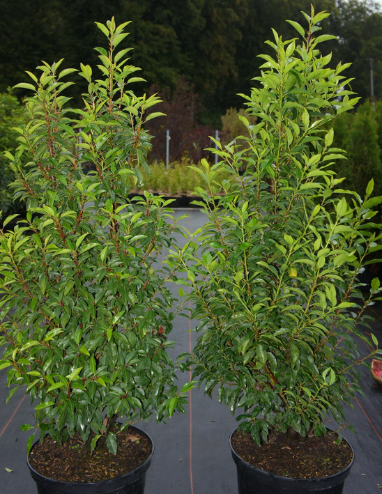 Nothofagus antartica, MB, 275-350cm Acer palamtum 'Orange Dream', Co Thuja occidentalis 'Aurescens', HEB, 200-275cm Prunus