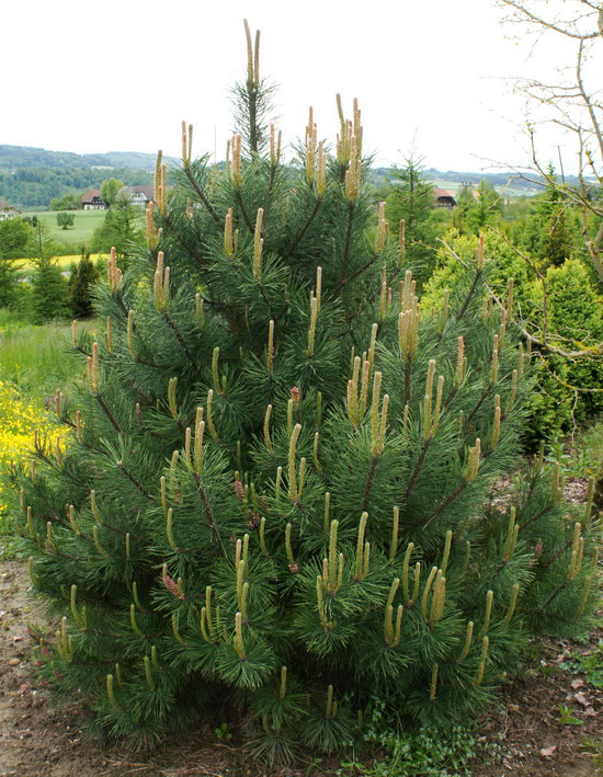 Chamaecyparis lawsoniana 'Stardust', MB, 80-300cm Picea omorika 'Nana', MB/Co 50-150cm Pinus heldreichi 'Compact Gem', Co