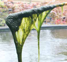 SCHRITT 4 WASSER KLAR MACHEN SCHRITT 5 FADENALGEN BEHANDELN Auch in gesundem Teichwasser kann Algenwachstum für Probleme sorgen.