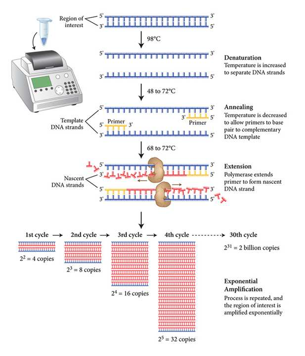 PCR Polymerase Chain Reaction Denaturierung Annealing Elongation Wahl der Testmethode: Verteilung der relevanten Mutationen Hotspot-Mutation (BRAF) größere Zahl von Mutationen (KIT) Ausgangsmaterial: