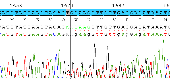 Analyse von Mutationen - Didesoxysequenzieren Punktmutationen: GTT>GAT c. 1676 T>A p.