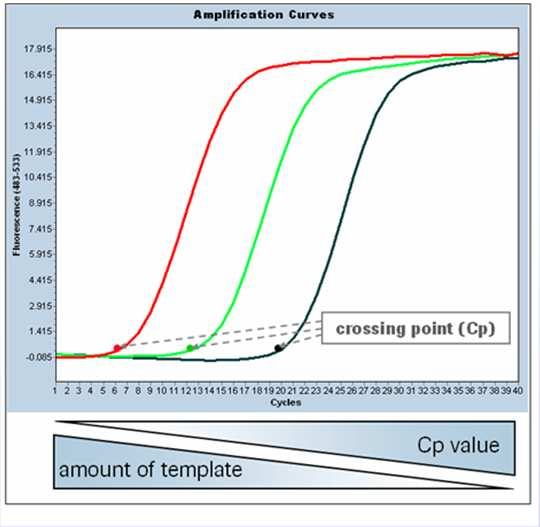 Real-Time basierte Testsysteme Signifikanter Anstieg der Fluoreszenz (oberhalb der Grundfluoreszenz) Quantification cycle (Cq) Crossing point (Cp) Threshold cycle (Ct) Hohe Target-Konzentration Frühe