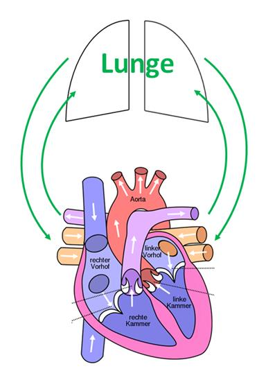 Der Lungenkreislauf Sauerstoffarmes Blut aus der rechten Kammer wird in die Lungenarterie gepumpt (eine führt in die rechte, eine in die linke Lunge).