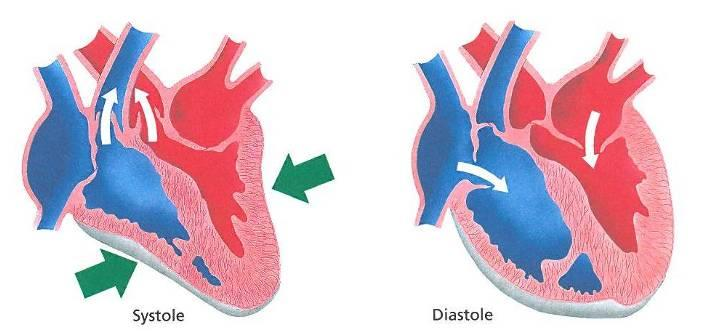 Die 2 Phasen im Herz-Zyklus Das Herz zieht sich zusammen und pumpt Blut in den Körper