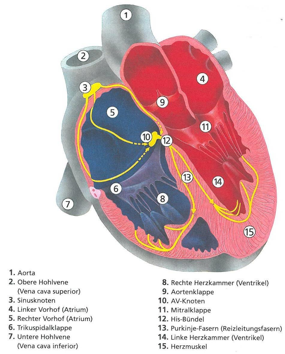 Die linke Herzhälfte Die linke Herzhälfte wird unterteilt in linker Vorhof linke