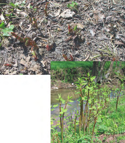 Japanischer Knöterich Reynoutria japonica - 18 - Pflanze bis zu 3 m hohe Staude, mehrjährig, Blätter und Stängel sterben im Winter ab Triebe im Frühling schlagen die winterharten