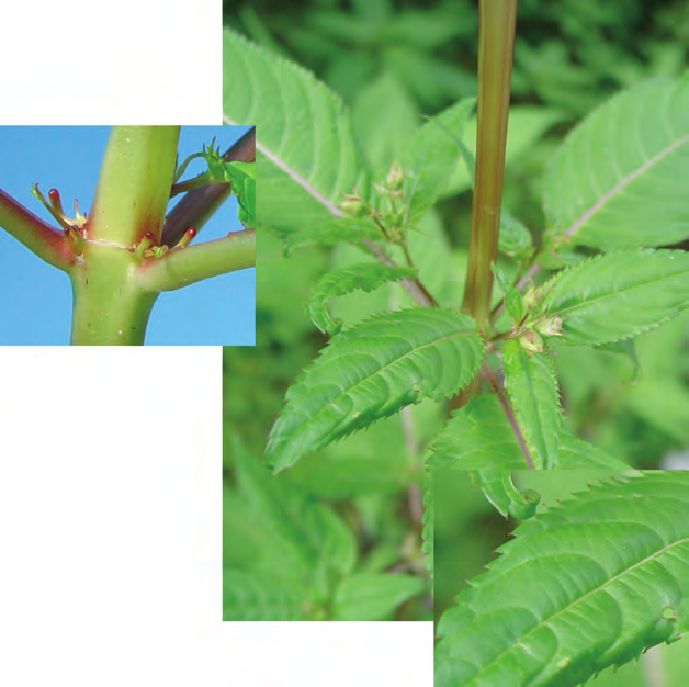 Drüsiges Springkraut Impatiens glandulifera - 22 - Pflanze bis zu 2 m hohe Staude, einjährig Blätter 10 bis 25 cm