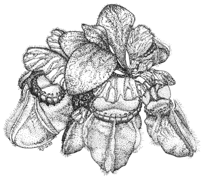 Rhynchospora colorata, Weisskopfsegge, (Nordamerika). Oft vergesellschaftet mit Sarracenia, bildet im Sommer große auffällige sternförmige weiße Hochblätter (Blüten). Best.Nr: RHCO,, T.