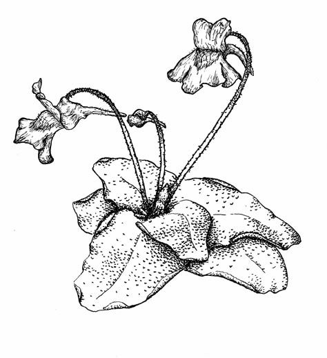 Pinguicula gracilis x moctezumae, (Mexiko, Kulturhybride), robuster Hybride, der die Eigenschaften der beiden Eltern vereint. Das ganze Jahr sehr blühfreudig, bildet eine Winterrosette aus. Best.