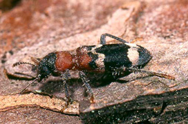 Buchdrucker (Ips typographus) Ameisenbuntkäfer (Thanasimus formicarius) Ein Käfer welcher aktuell allgegenwärtig ist, ist der Buchdrucker (auch Borkenkäfer).
