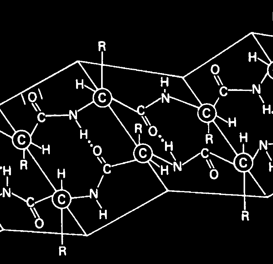 Peptide Peptidbindung Wenn zwei (oder mehrere) Aminosäuren miteinander reagieren, entsteht ein Peptid. Dabei passiert folgendes.