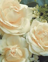 Gartenträume Nostalgie Rose 90-140 cm iiiii Ghita Renaissance Poulren 013 -N- Renaissance Rose 100-150 cm C 15 XXL Golden Border Havobog Romantica Rose Gospel Nostalgie Rose 40-50 cm ø 3-4