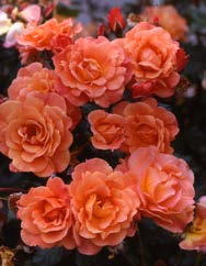 Sophia Renaissance Poulen 002 -N- Renaissance Rose 100-150 cm ø 10-12 cm The Mc Cartney Rose Meizeli