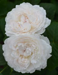 Lady Emma Hamilton Ausbrother Mary Rose Ausmary 80-100 cm 100-120 cm Summer Song Austango