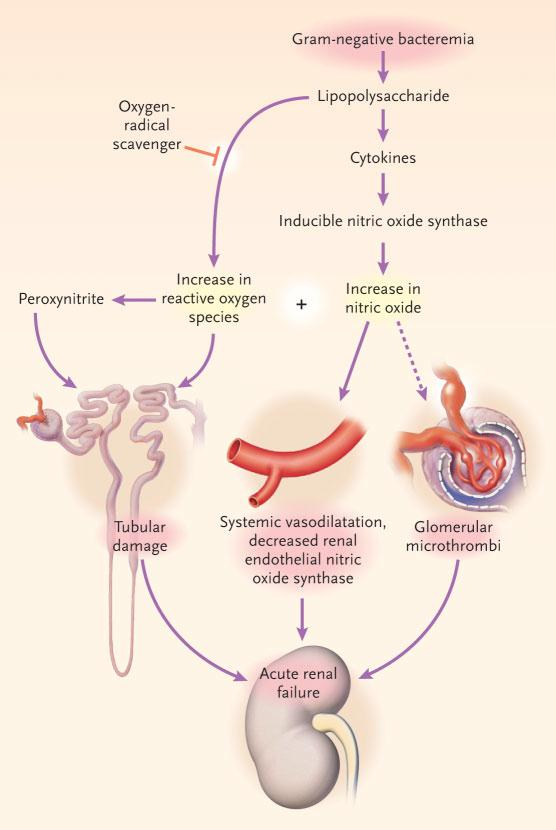 1 Einleitung 7 Krankheitsbilder wie die Sepsis fördern Entzündungsprozesse, die über die Freisetzung von Endotoxinen eine Induktion der Stickstoffmonoxid-Synthase bewirken (Abbildung 1).