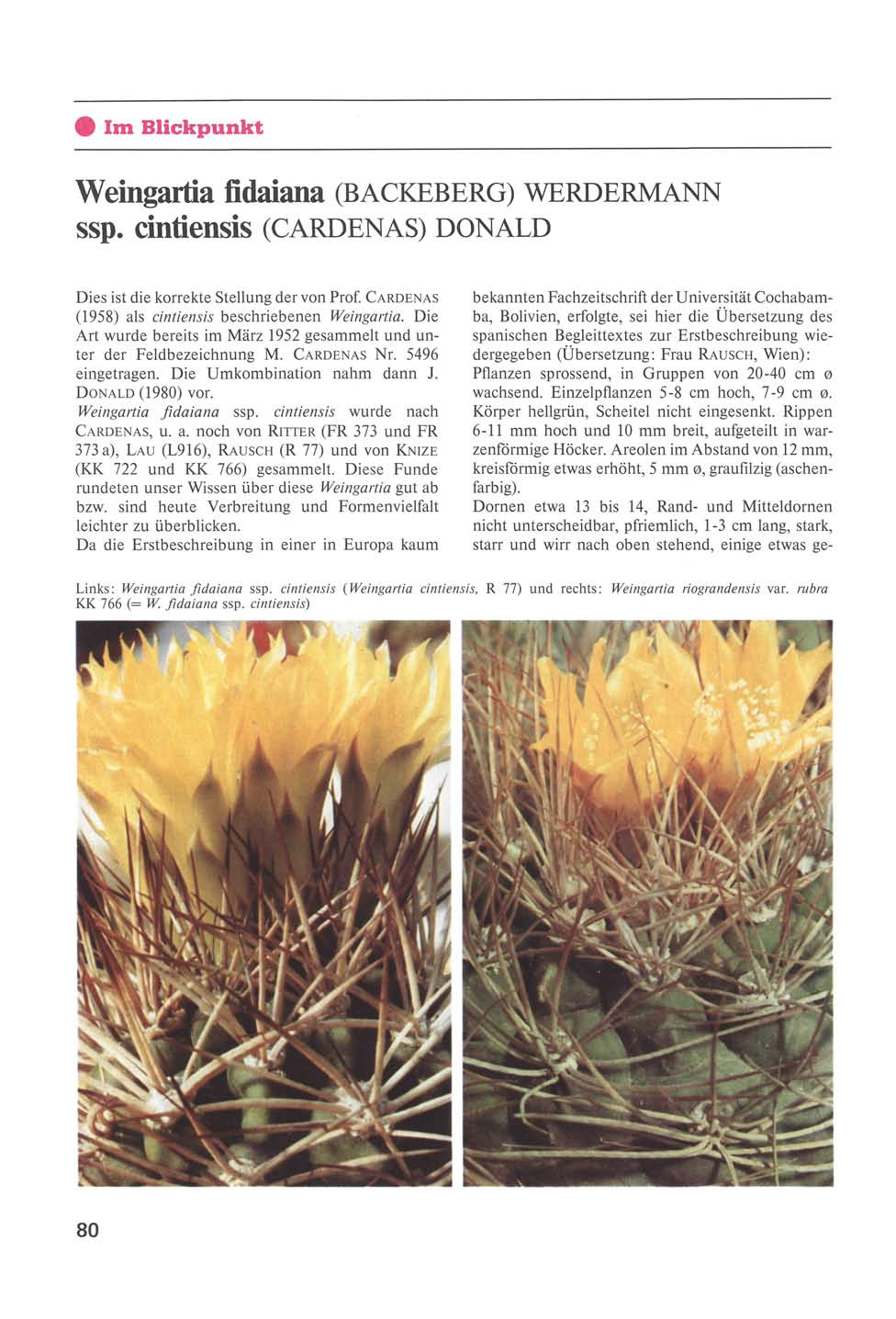 Im Blickpunkt Weingartia fidaiana (BACKEBERG) WERDERMANN ssp. cintiensis (CARDENAS) DONALD Dies ist die korrekte Stellung der von Prof. CARDENAS (1958) als cintiensis beschriebenen Weingartia.