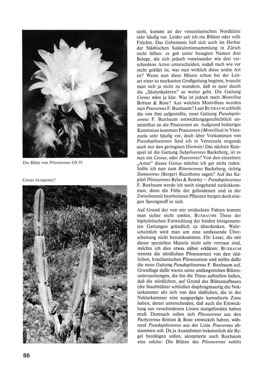 Die Blüte von Pilosocereus GS 91 Cereus hexagonus! sieht, kommt an der venezolanischen Nordküste sehr häufig vor. Leider sah ich nie Blüten oder reife Früchte.