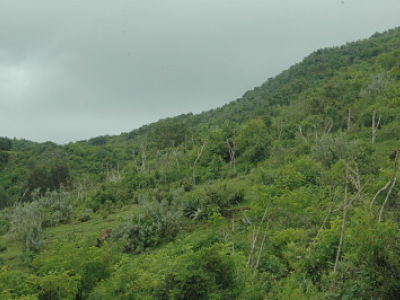 Kurzbeschreibung des ersten BOKU Klimaschutzprojektes BOKU-Aufforstungsprojekt in Nord Gondar/Äthiopien - Überführung einer Brachefläche in einen ungleichaltrigen stabilen Niederwald - CO 2 -Bindung