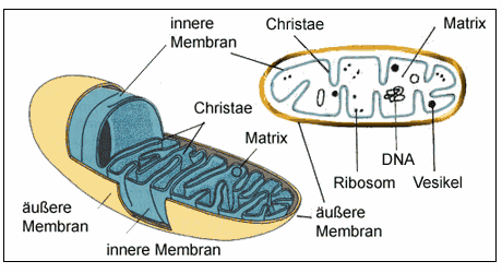 Was sind Mitochondrien?