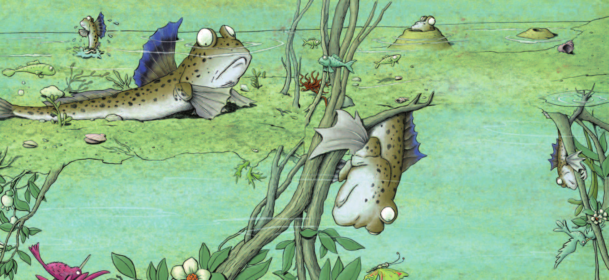 Der Schlammspringer Der Schlammspringer lebt in den flachen Randgebieten von tropischen Gewässern. Er atmet wie ein Fisch durch Kiemen und schwimmt im Wasser.