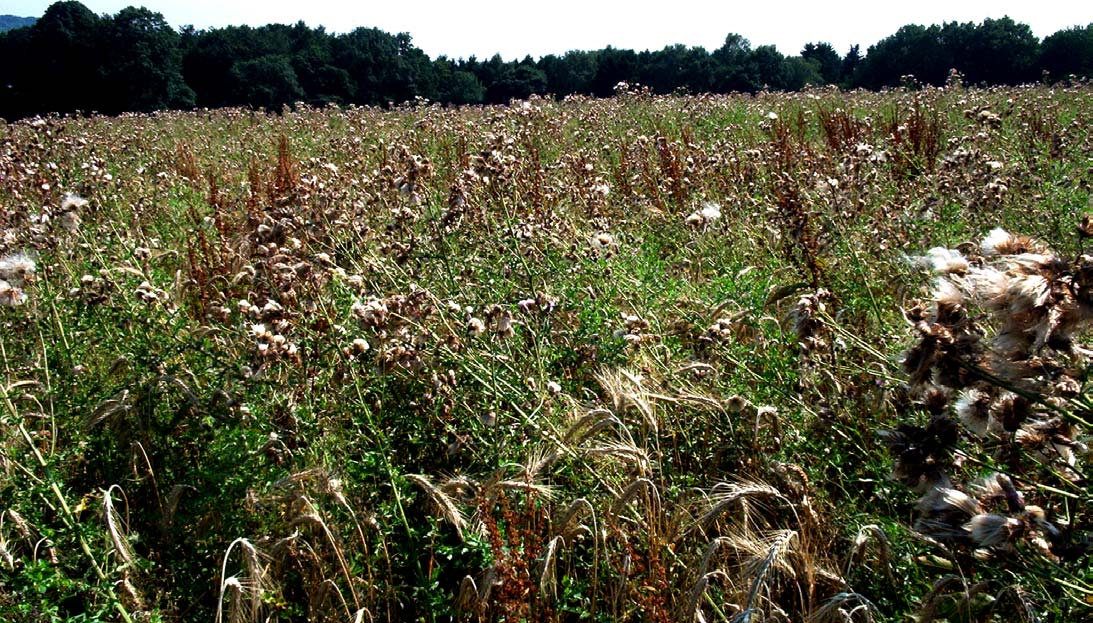 Herbizide im Ökologischen Landbau Unkrautprobleme haben höchste Priorität in den Betrieben. Höhere Rentabilität im Ackerbau wird erforderlich.