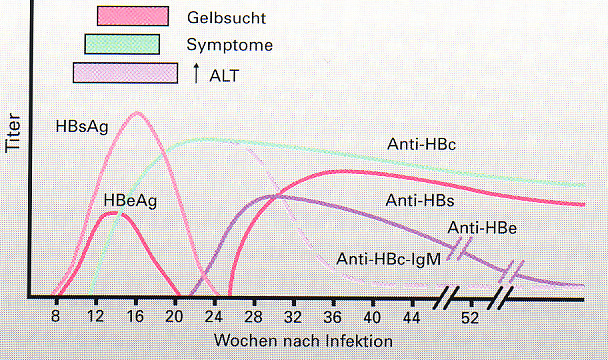 Zeitverlauf serologischer Marker bei ausheilender Hepatitis B Hepatitis B akute/chronische Infektion? Initial Bestimmung von HBs-Ag und anti-hbc.