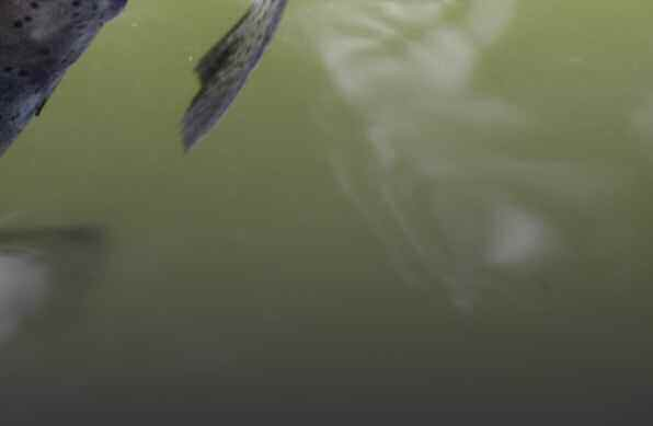 FIScHereI-MöGlIcHKeITen Scheffau BALKE TEICH regenbogenforelle, Karpfen, Schleie, Saibling, See-, lachs- und Bachforelle Fischfangzeit: 14. März bis 31.