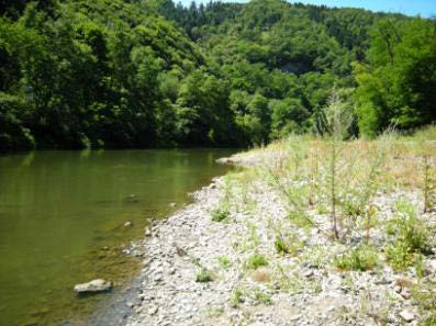 Nebengewässer in Dausenau, Ausgleichsmaßnahme zum Straßenbau Nutzung von Synergieeffekten Uferabgrabung am Campingplatz Ahl