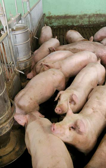 28 I Schweinemast Gut gefüttert ist die halbe Mast Fütterung Ein deutlich gestiegenes Leistungsniveau in Verbindung mit neuen genetischen Ausrichtungen sowie die zunehmende Ebermast erfordern eine