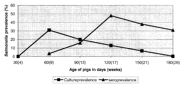 Salmonellen - Verlauf der Infektion 60 d Alter in Tagen (Wochen) Erregerprävalenz Serorprävalenz FIG. 1.