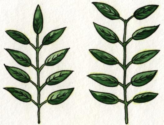 Merkmale von Blättern Jede Baumart hat ihre charakteristische Blattform, welche sie von anderen Arten abgrenzt. Es gibt viele verschiedene Möglichkeiten, Blätter voneinander zu unterscheiden.