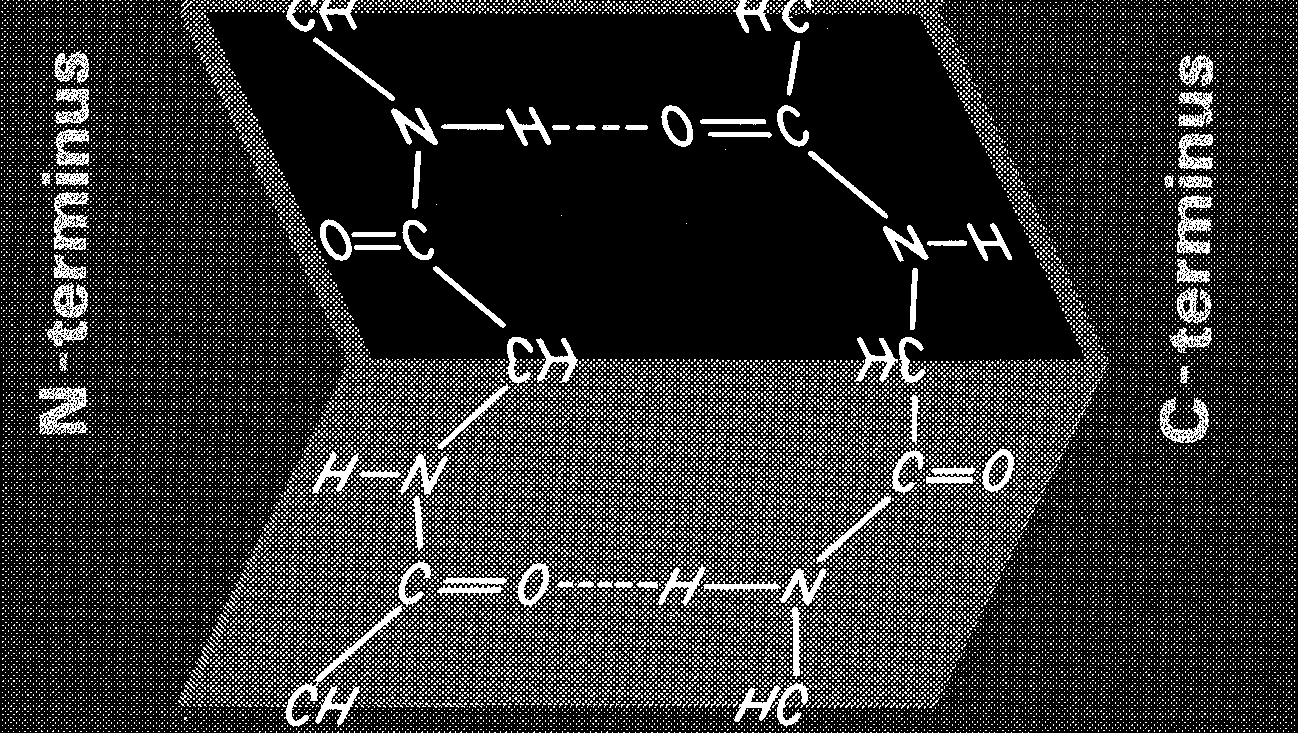 8 α-helix Die α-helix ist eine der häufigsten auftretenden regelmässigen Sekundärstrukturen.