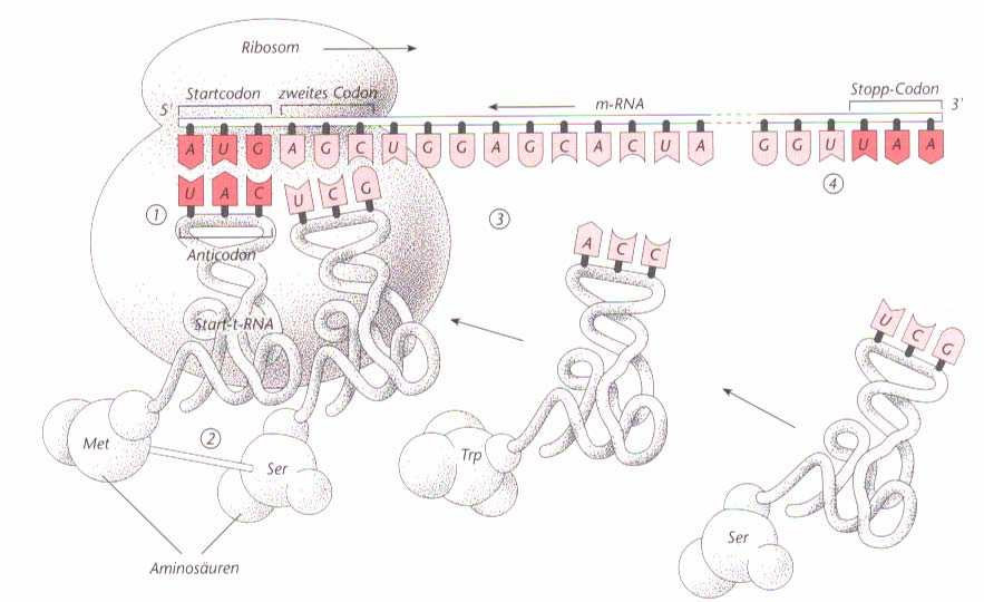 Molekular Genetik Seite 14 von 16 achdem die Bindung geknüpft wurde gleitet das Ribosom am t-ra-strang um ein Codon weiter, so dass sich nun das nächste passende t-ra Molekül (es passt jeweils nur