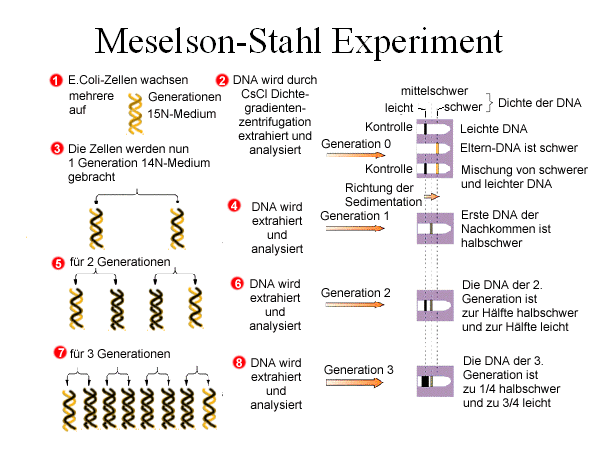 Molekular Genetik Seite 8 von 16 2.4 Das Meselson-Stahl-Experiment Ein achweis für den semikonservativen Mechanismus der Replikation liefert das Experiment von Meselsohn und Stahl.