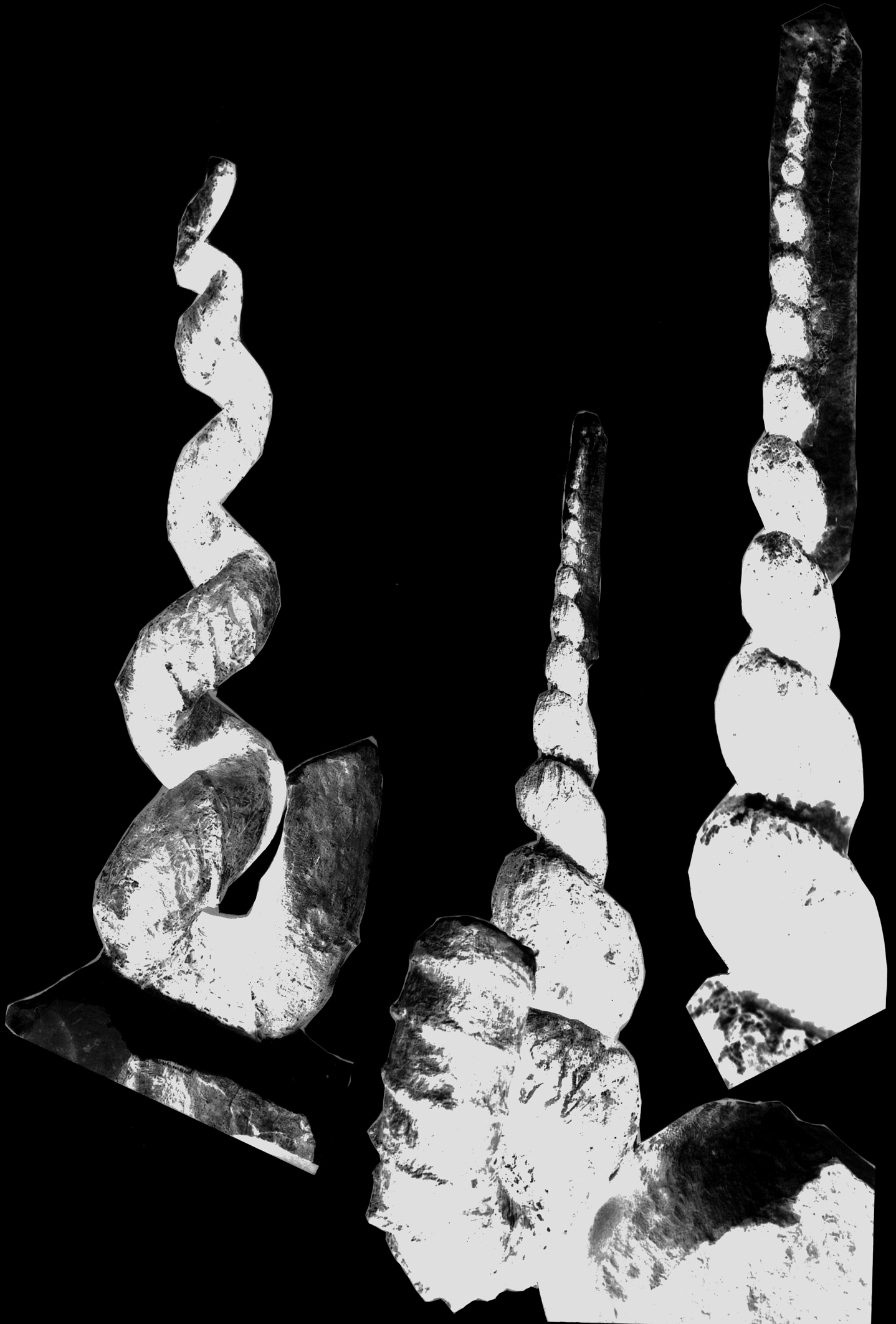 Gehäusegestalt von Hyphantoceras reussianum Tafel 1 Abb. 1: Hyphantoceras reussianum (D Orbigny), Makrokonch, Länge 26,5 cm. Ober-Turonium, Halle/Westf., Slg. M. Sowiak, Inv.