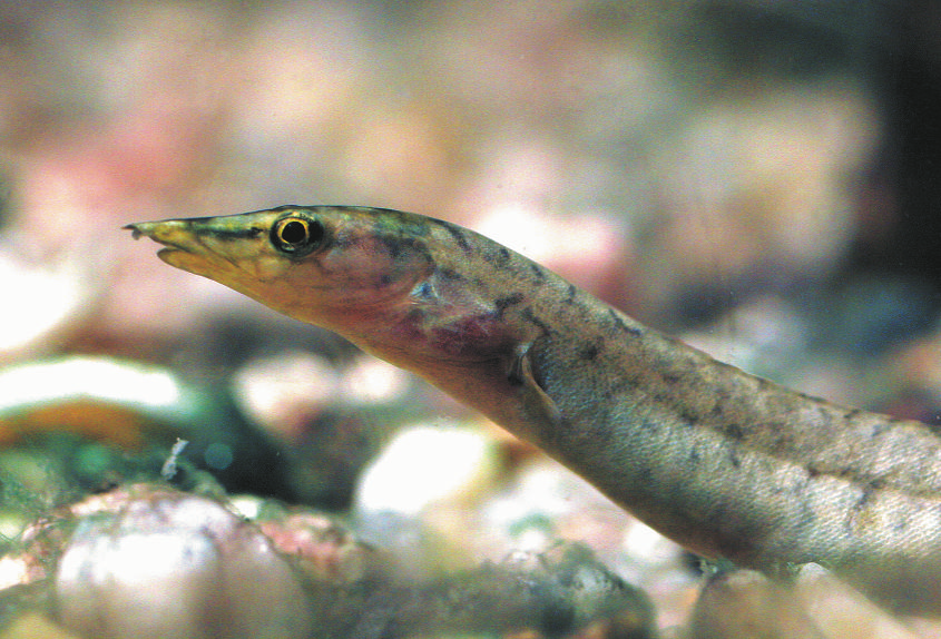 Zur Vergesellschaftung von Lophiobagrus- und Mastacembelus-Arten mit Tanganjikasee-Cichliden Wolfgang W. A. Schamel Die beliebtesten Fische des Tanganjikasees gehören zur Familie der Cichliden.