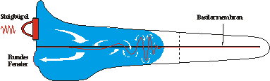Bei tiefen Frequenzen ist es möglich, die gesamte Flüssigkeit in der Cochlea zu bewegen, während bei hohen Frequenzen die Kopplung durch die Membran leichter fällt.