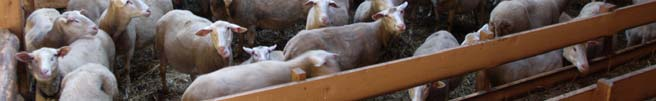 3.3.3.3. Geflügelpest Aufgrund bestätigter Geflügelpestfälle im europäischen Teil Russlands, in der Türkei und in Rumänien wurde am 22.