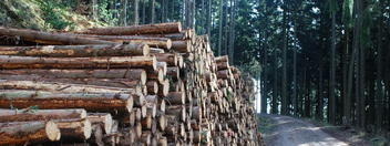 Holz in Nahwärmegenossenschafte