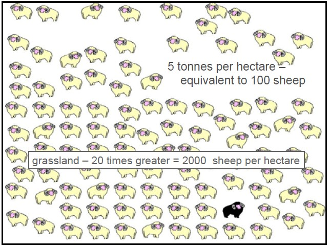 Ackerböden 5 t / ha = 100 Schafe Grünlandböden 20 x mehr = 2000 Schafe pro