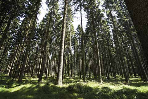 Kapital Wald Professionelle Waldpflege vom Maschinenring Mit seinem umfassenden Leistungsangebot im Bereich Forst und Energie ist der Maschinenring kompetenter Partner für Waldbesitzer vom Kleinwald
